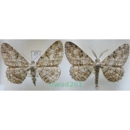 Peribatodes rhomboidaria (Denis & Schiffermüller, 1775) pair Czech27